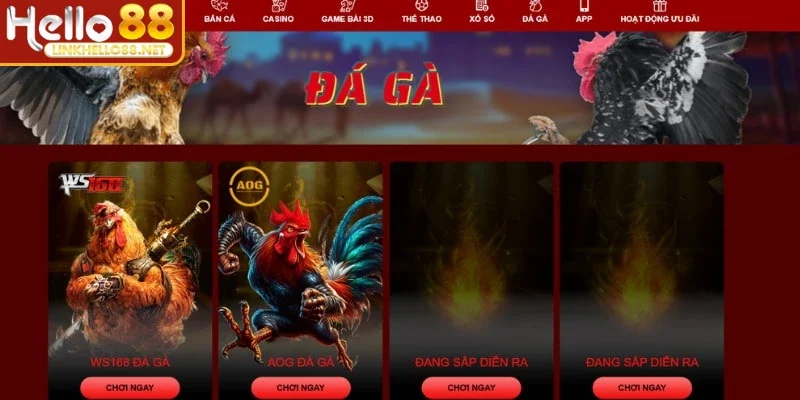 da-ga-hello88-san-dau-truc-tuyen